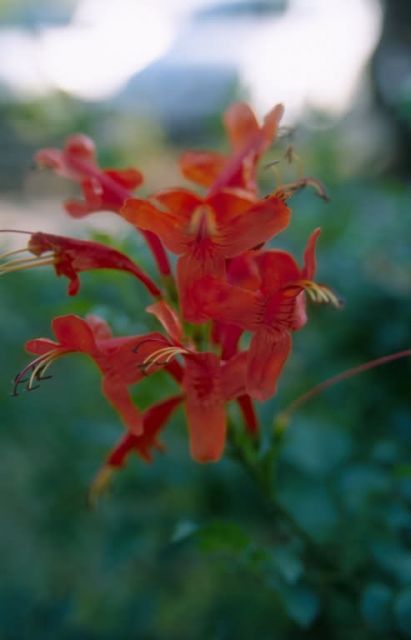 Crocosmia (Crocosmia aurea) Picture