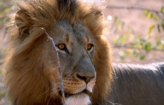 Lion (Panthera leo) Picture