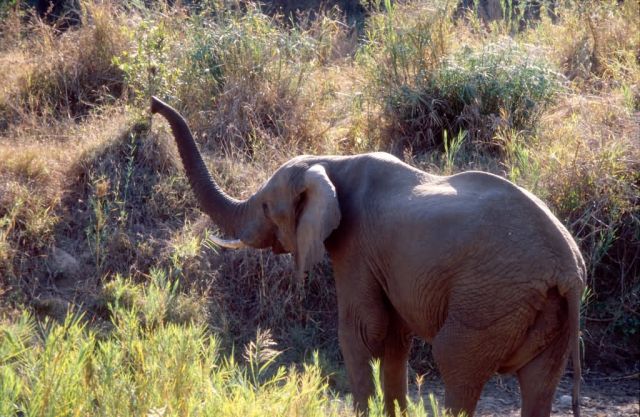 African Elephant (Loxodonta africana) Picture