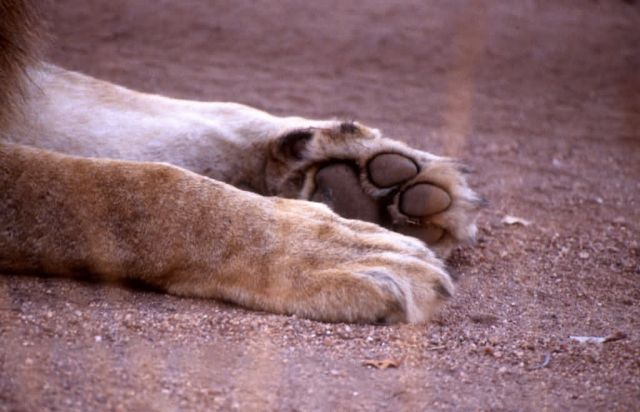 Lion Paws (Panthera leo) Picture