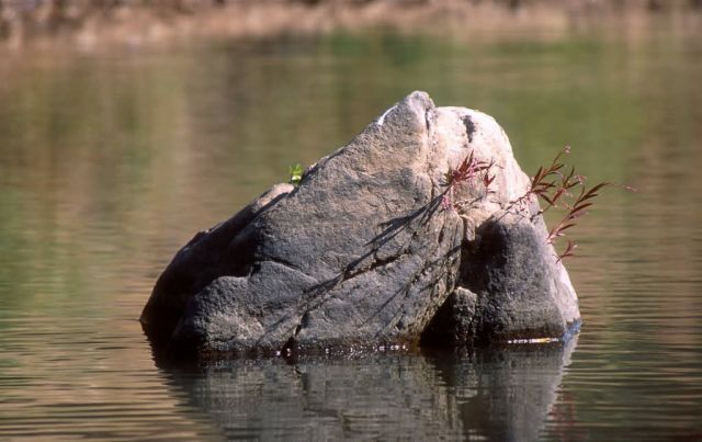 Plant Growth on River Rock Picture