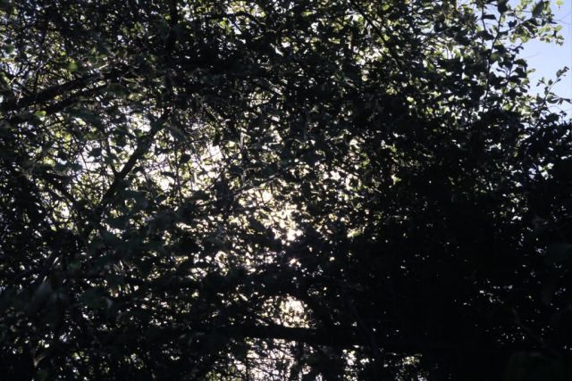 Indian Jujube (Ziziphus mauritiana Lam) Picture
