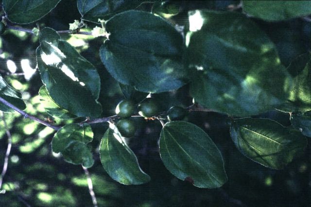 Indian Jujube Fruit (Ziziphus mauritiana lam) Picture