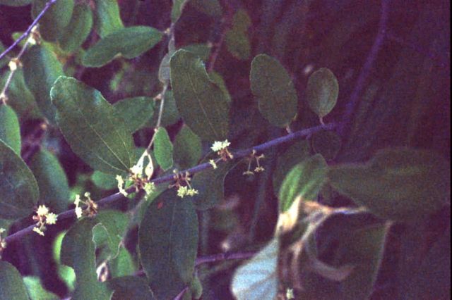 Indian Jujube Flowers (Ziziphus mauritiana lam) Picture