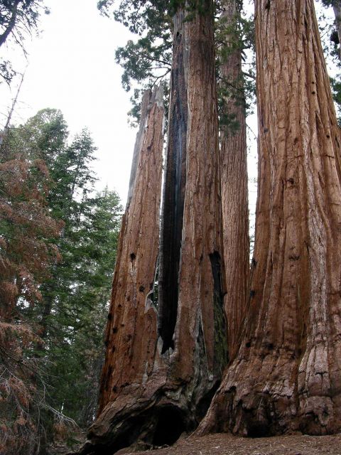 The mighty trunks of giant sequoia trees Picture