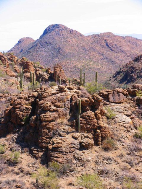 Saguaro cactus in the Gates Pass area of Arizona Picture