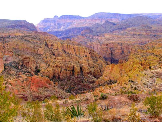 A stunning view of desert foliage in the forest with canyonlands stretching into the distance. Picture