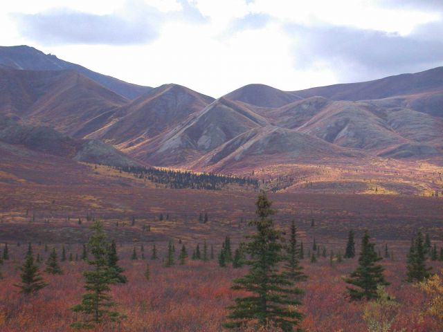 Fall colors, stunted evergreens, and barren alpine mountains of South Central Alaska. Picture