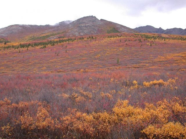 Fall colors, stunted evergreens, and barren alpine mountains of South Central Alaska. Picture