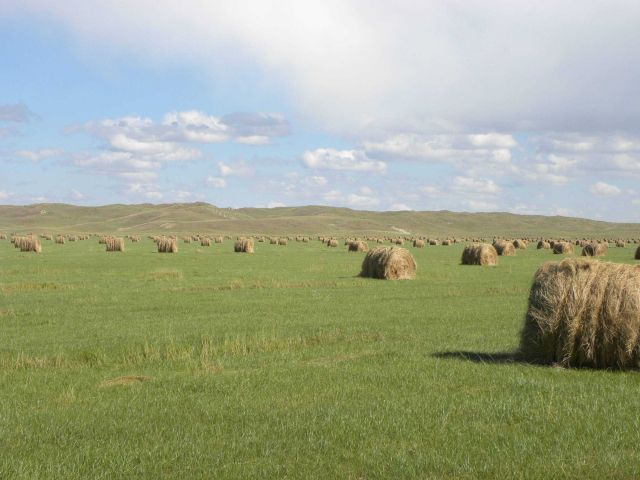 Rolled bales of hay west of Brownlee in the sand hills Picture