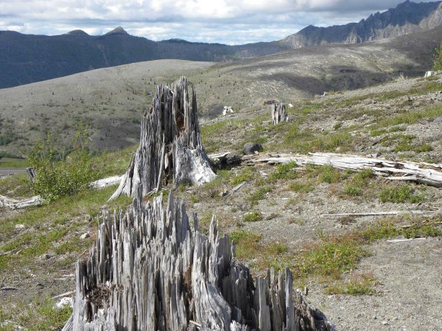 Blasted tree stumps serve as reminders of the tremendous power of the Mt Picture