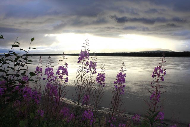 A late night view of beautiful wildflowers along the south bank of the Yukon River during the summertime twenty-four daylight just below the Arctic Ci Picture