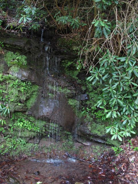 A spring along the Youghiogheny River. Picture