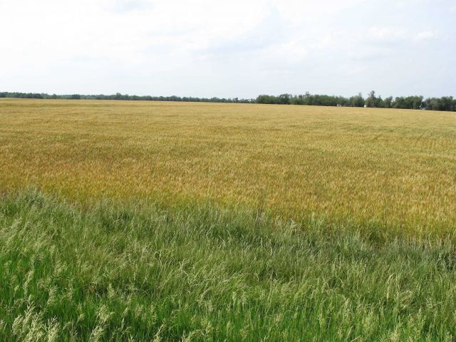 Amber waves of grain on a Kansas wheat field Picture