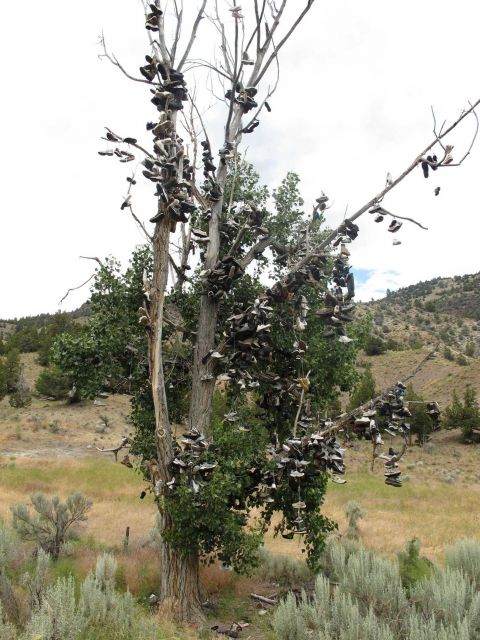 The shoe tree on U.S Picture