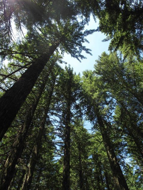 The glorious Douglas fir forest on the west side of the Cascade Mountains Picture