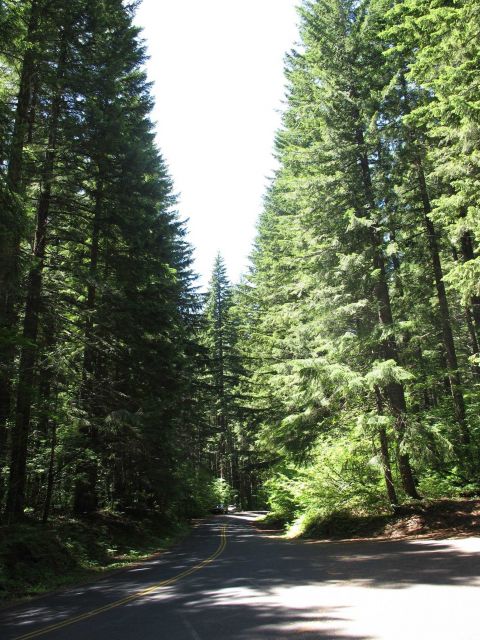 The glorious Douglas fir forest on the west side of the Cascade Mountains Picture