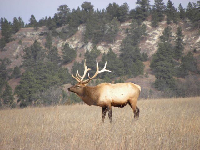 An elk on the Fort Niobrara Wildlife Refuge Picture
