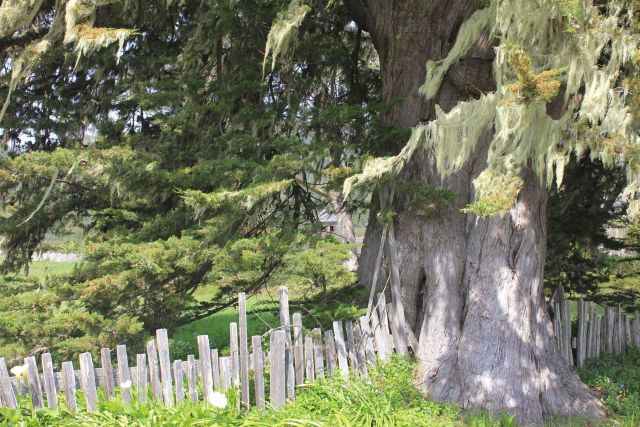 Huge cypress tree near Fort Ross adorned with moss. Picture
