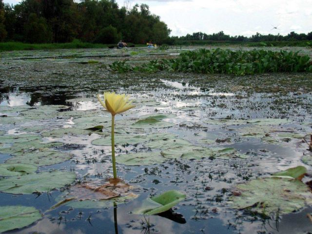 An American lotus (Nelumbo lutea) in Lake Penchant Picture
