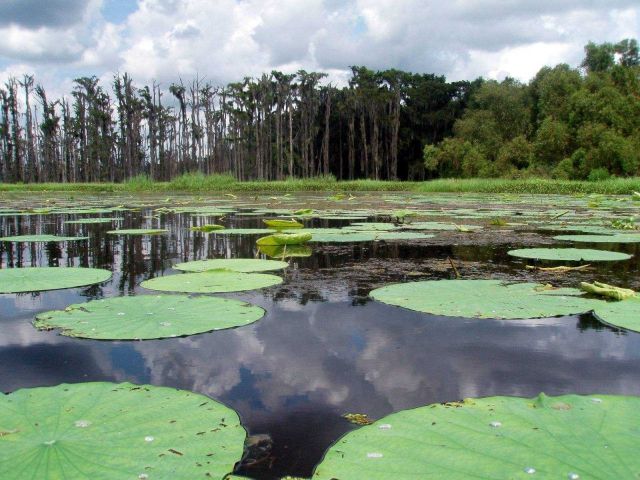 Although beautiful, these are invasive lily pads in Lake Penchant. Picture
