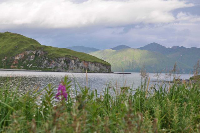 Mountains, moss, flowers, and inlets of Unalaska Island. Picture