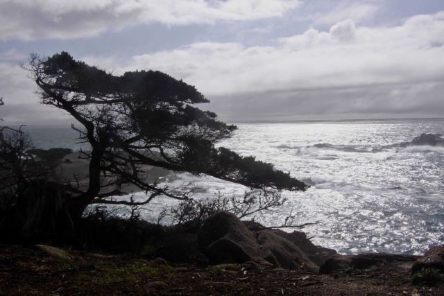 Along the Cypress Grove Trail looking south over Headland Cove at Point Lobos State Marine Reserve. Picture