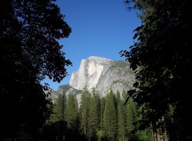 The iconic Half Dome is seen through the trees on the valley floor of Yosemite Valley. Picture