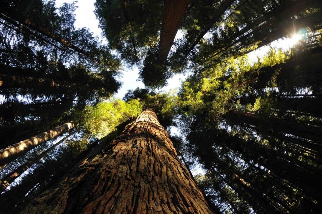 Ernest Sound evergreens. Picture