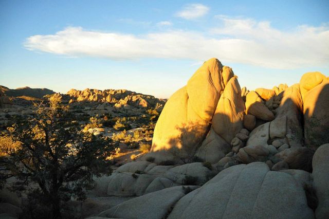 Granitic boulders lit up in the late afternoon sun at Joshua Tree National Monument. Picture