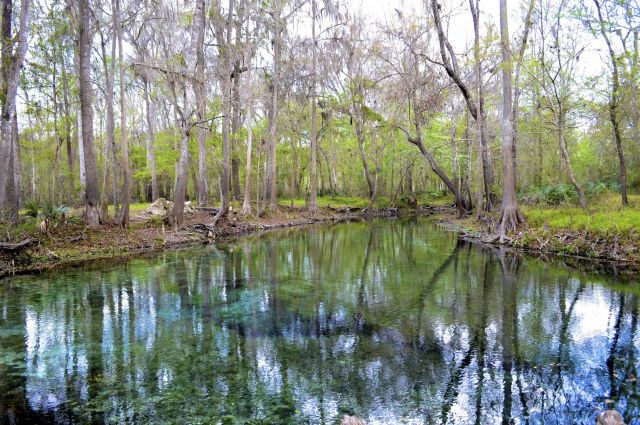 Dogwood Spring, the third most downstream spring in the Ginnie Springs complex. Picture