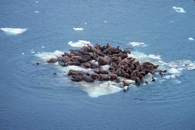 Walrus - Odobenus rosmarus divergens - hauled out on Bering Sea ice. Picture