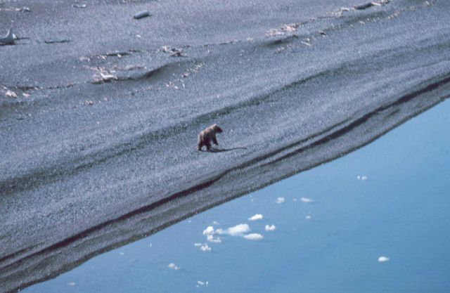 Brown bear - Ursus arctos - on the shore of the Beaufort Sea Picture