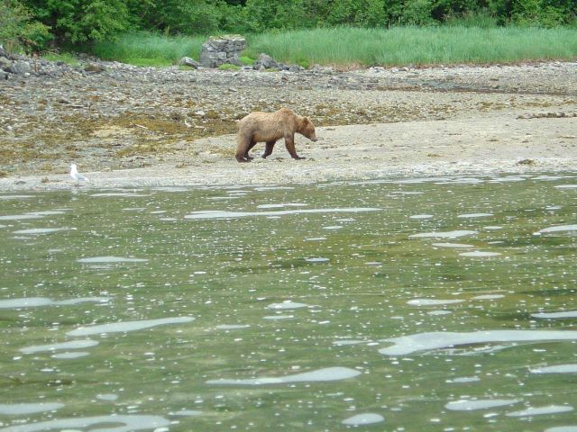 Young Alaska Brown Bear (Ursus arctos) strolling on the beach. Picture