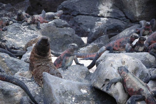 Sea lion pup surrounded by marine iguanas Picture