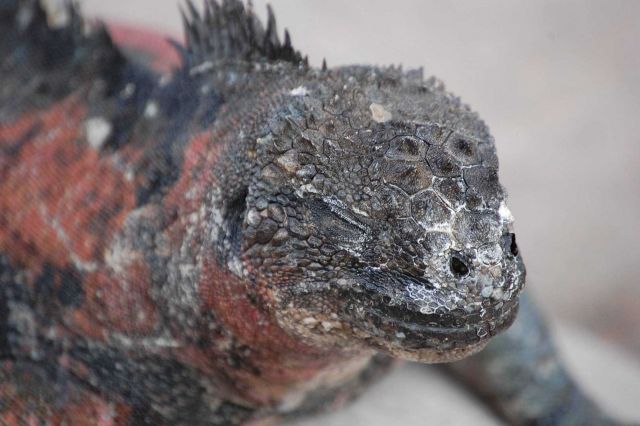 Marine iguana portrait. Picture