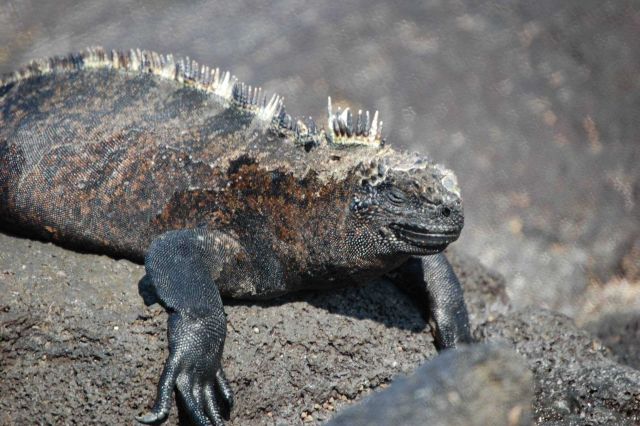 Marine iguana. Picture