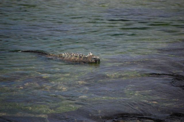 Marine iguana swimming. Picture