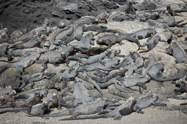 Gregarious marine iguanas holding a convention. Picture