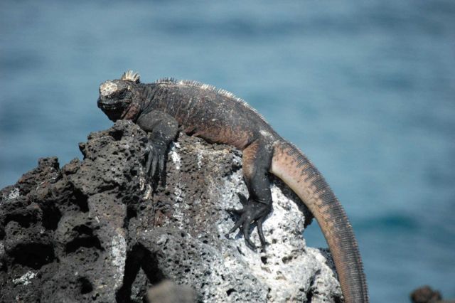 Marine iguana. Picture