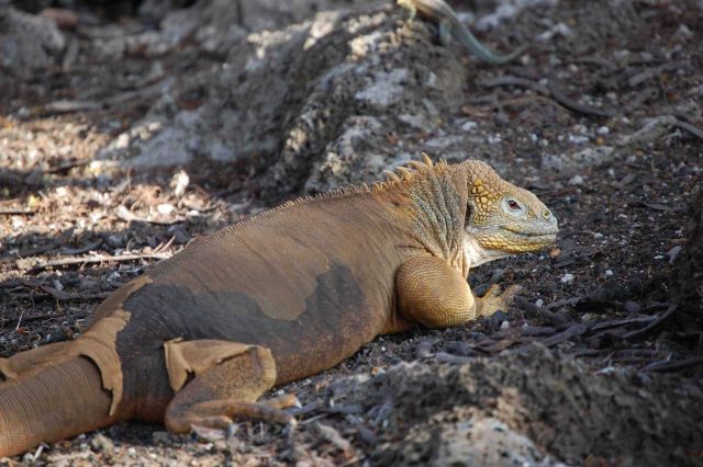 Land iguana. Picture