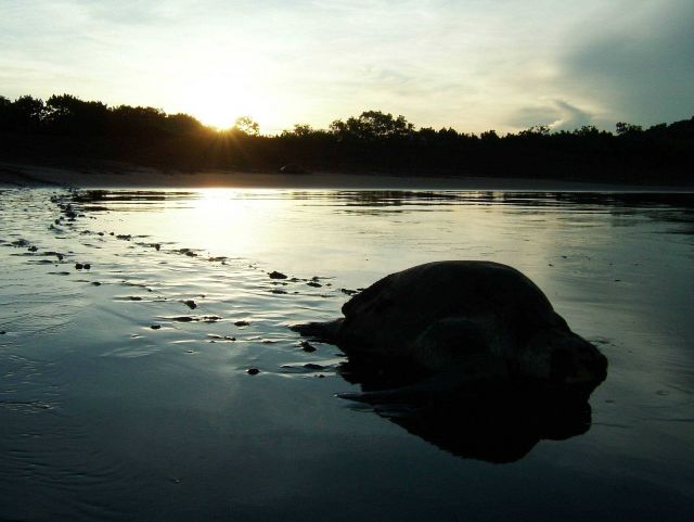 Sea turtle returning to sea after laying eggs. Picture