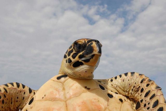 Sea turtle showing facial markings and underbody. Picture