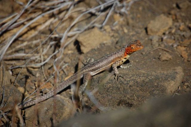 Female lava lizard. Picture