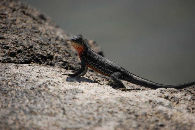 Female lava lizard. Picture