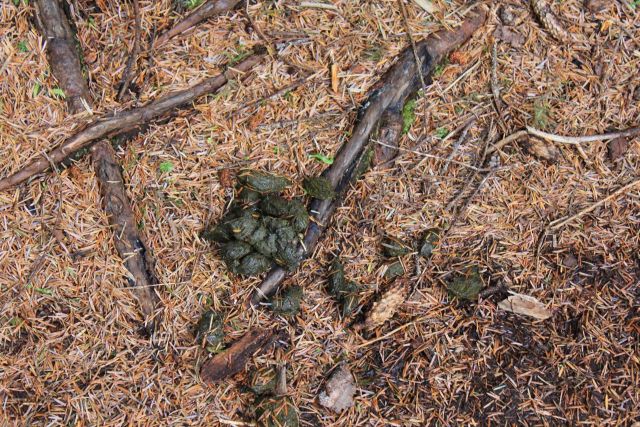 Fresh bear dung in Southeast Alaska Picture