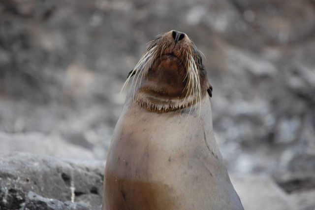 Sea lion. Picture