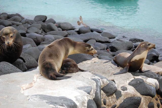 Discretion is the better part of valor - beating a retreat from an angry mother. Picture