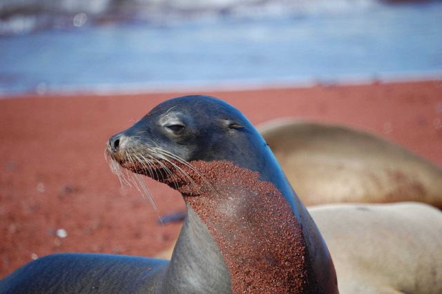 Sea lion. Picture