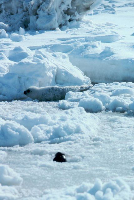 Spotted seal pup - Phoca largha. Picture